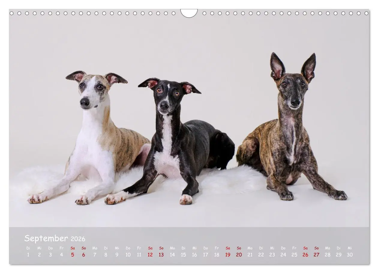 Bild: 9783457511244 | Whippets - Seelenhunde fürs Leben (Wandkalender 2026 DIN A3 quer),...