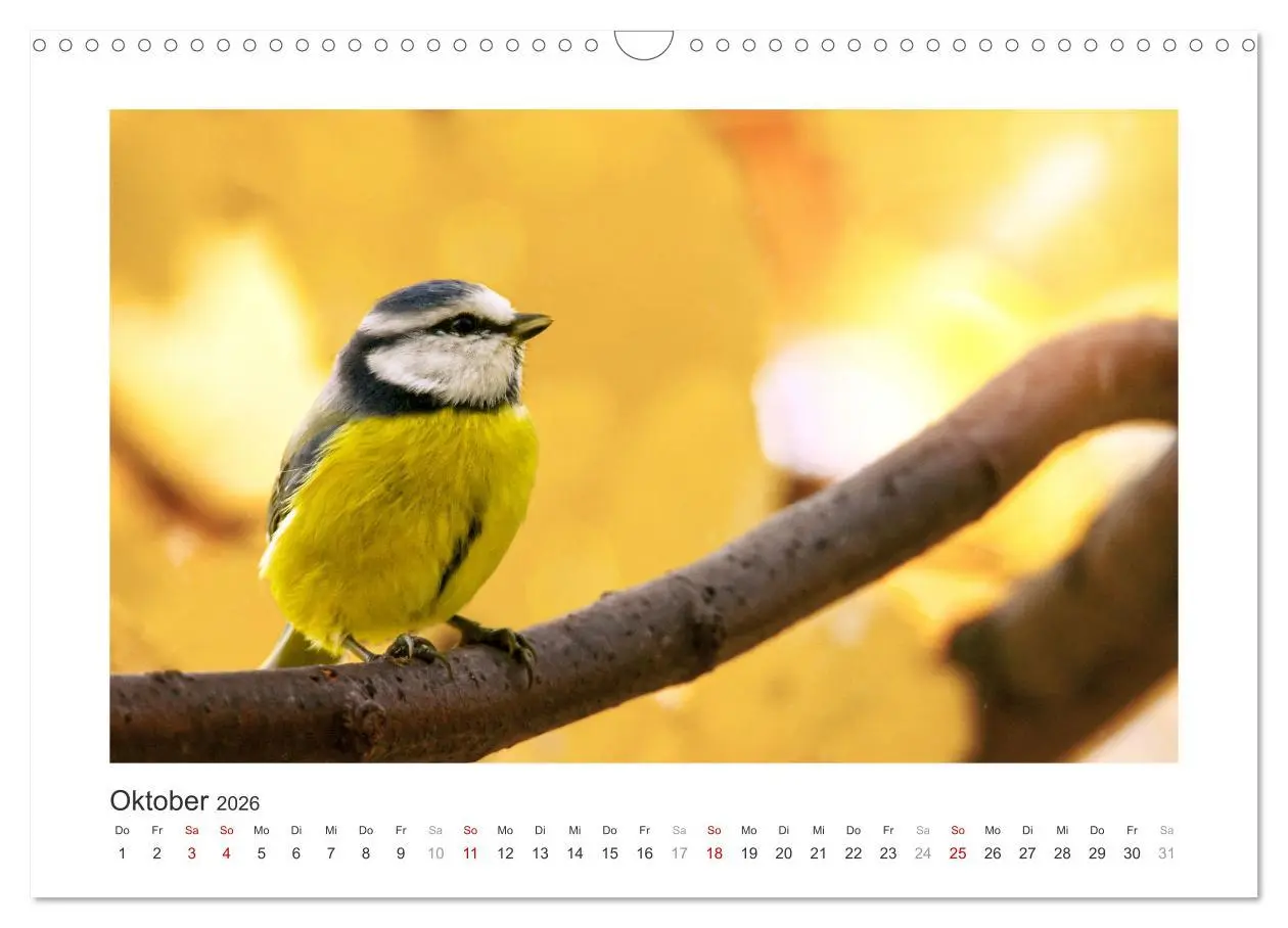 Bild: 9783457821244 | Gefiederte Gartengäste, Blaumeisen (Wandkalender 2026 DIN A3 quer),...
