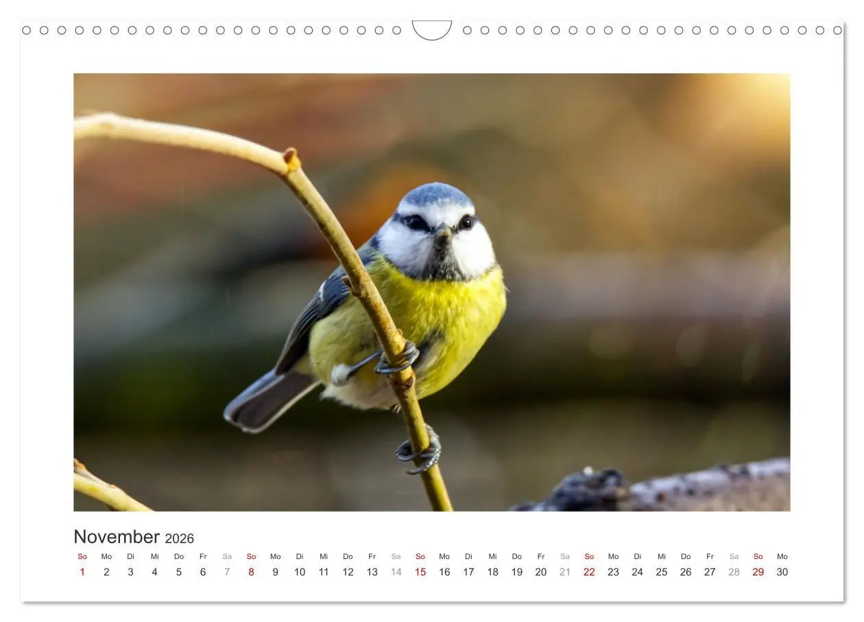 Bild: 9783457821244 | Gefiederte Gartengäste, Blaumeisen (Wandkalender 2026 DIN A3 quer),...