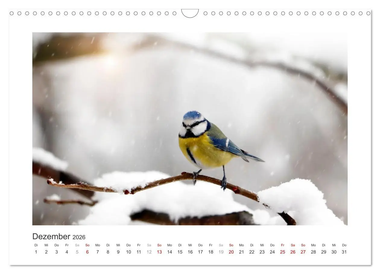 Bild: 9783457821244 | Gefiederte Gartengäste, Blaumeisen (Wandkalender 2026 DIN A3 quer),...