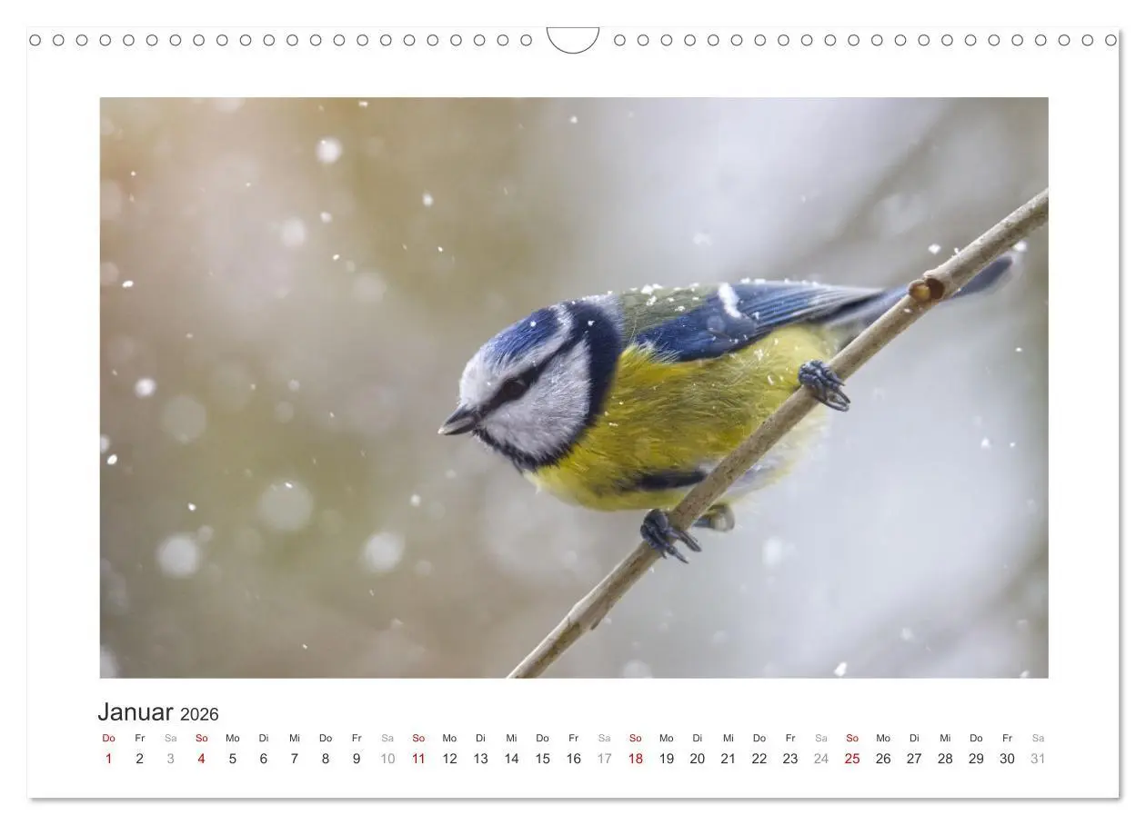 Bild: 9783457821244 | Gefiederte Gartengäste, Blaumeisen (Wandkalender 2026 DIN A3 quer),...