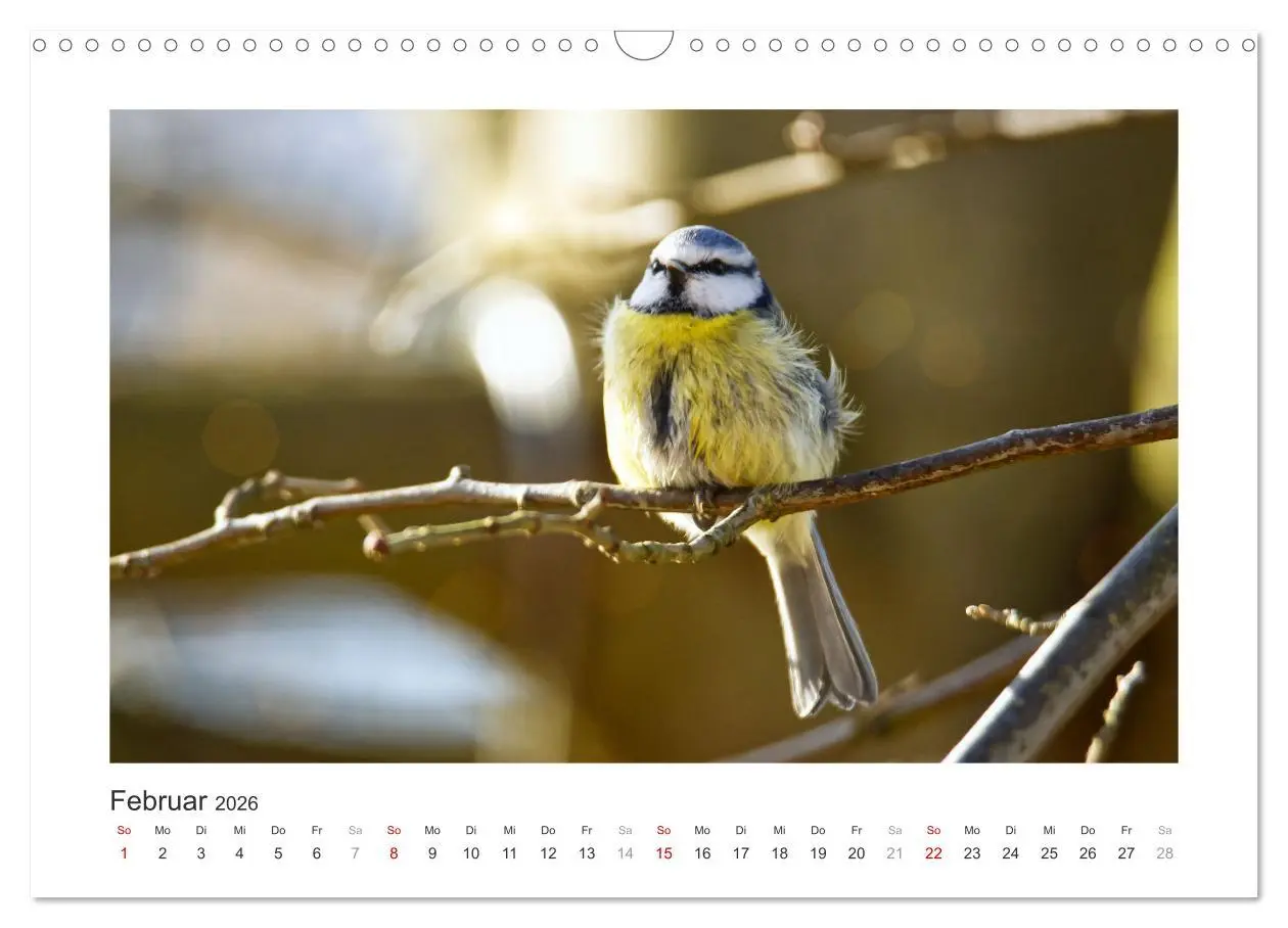 Bild: 9783457821244 | Gefiederte Gartengäste, Blaumeisen (Wandkalender 2026 DIN A3 quer),...