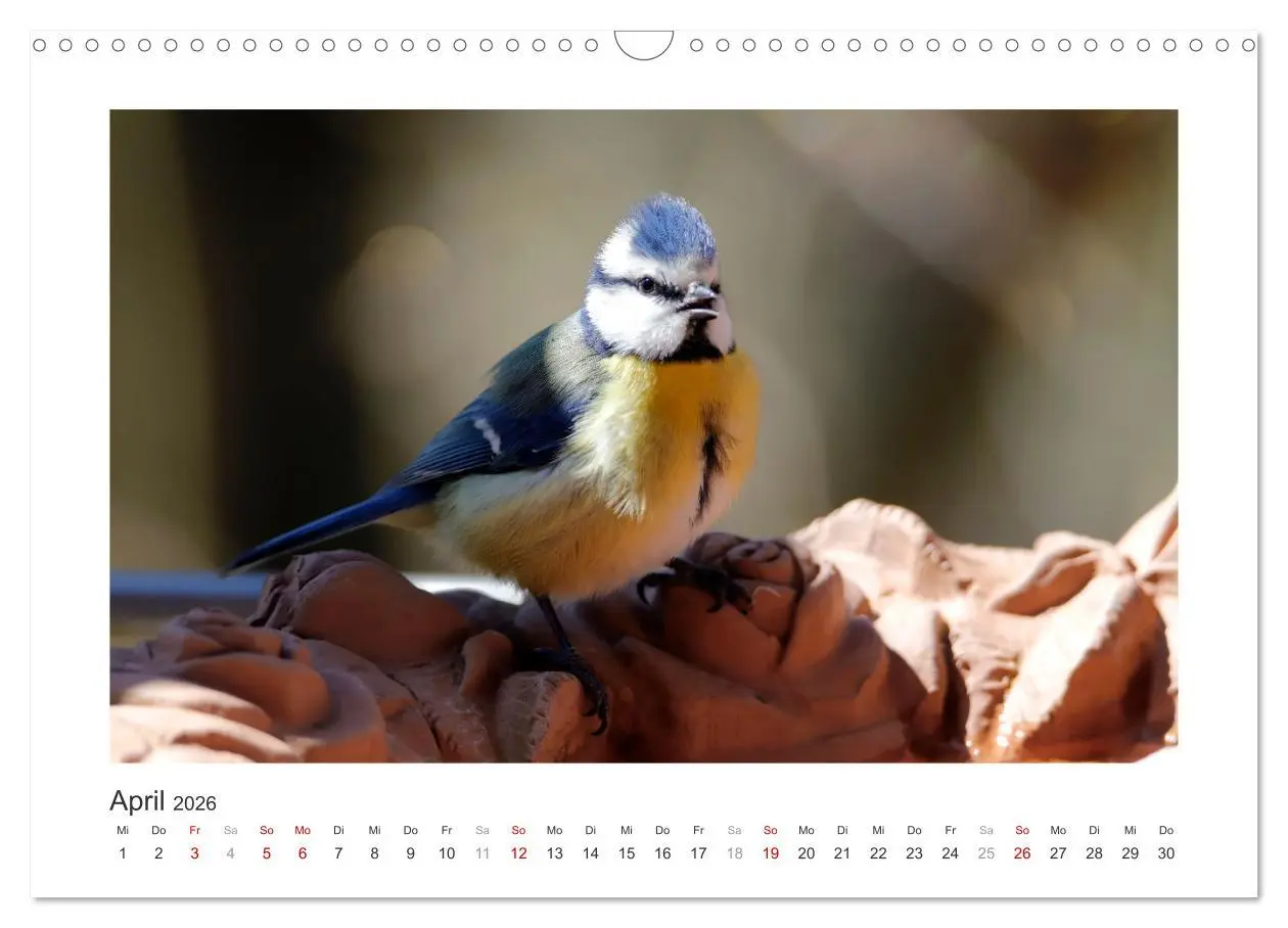 Bild: 9783457821244 | Gefiederte Gartengäste, Blaumeisen (Wandkalender 2026 DIN A3 quer),...