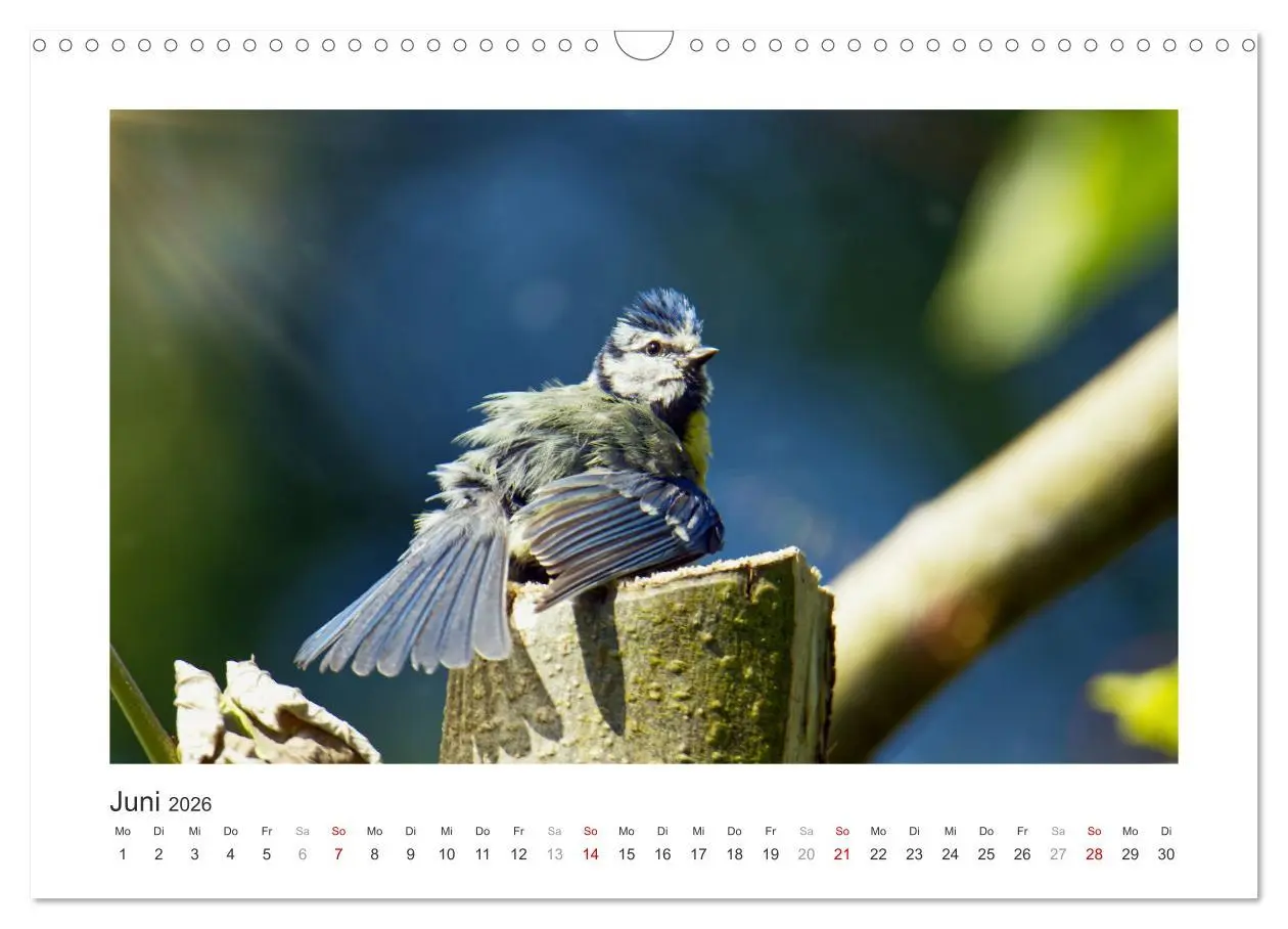 Bild: 9783457821244 | Gefiederte Gartengäste, Blaumeisen (Wandkalender 2026 DIN A3 quer),...