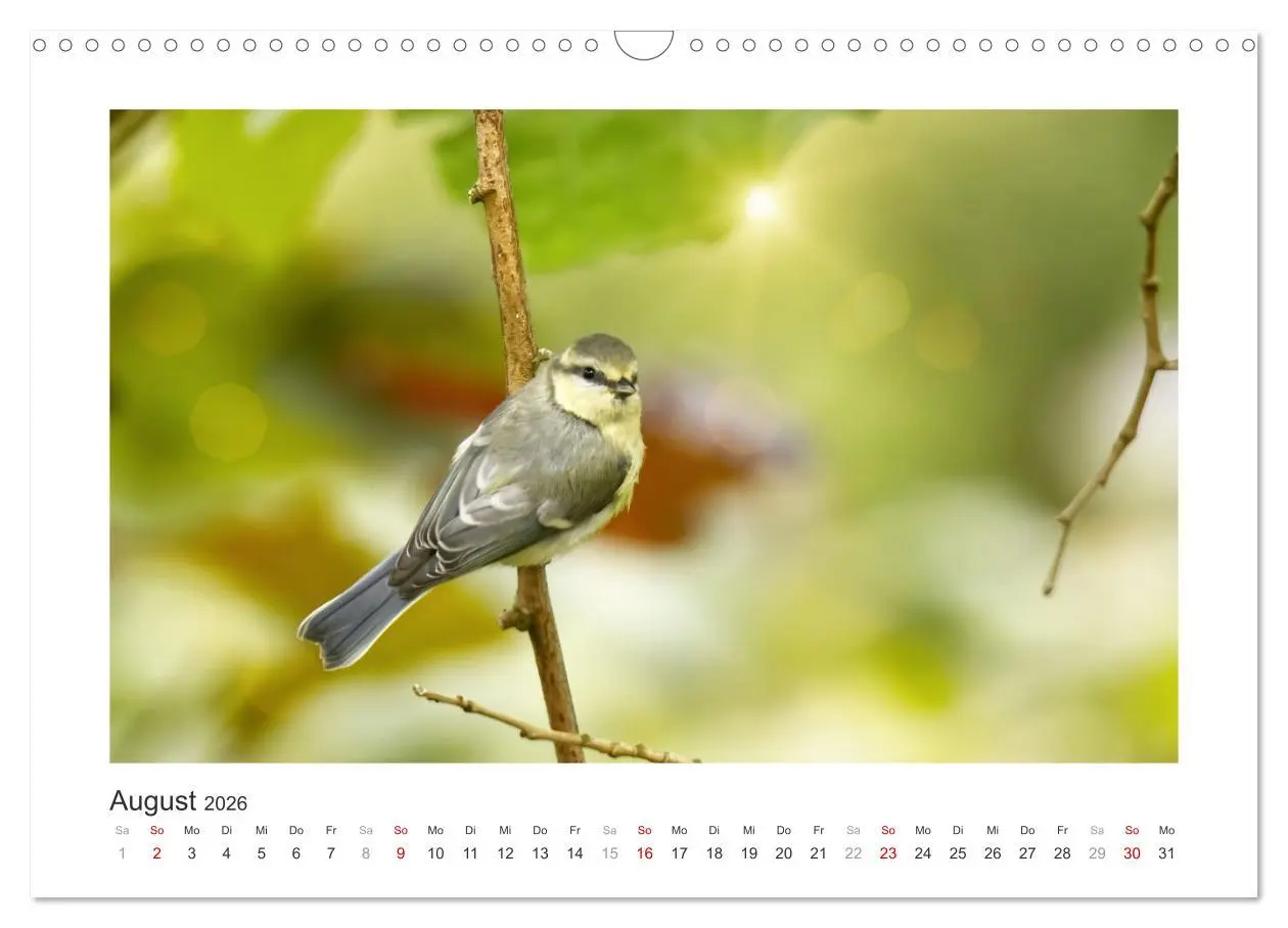 Bild: 9783457821244 | Gefiederte Gartengäste, Blaumeisen (Wandkalender 2026 DIN A3 quer),...