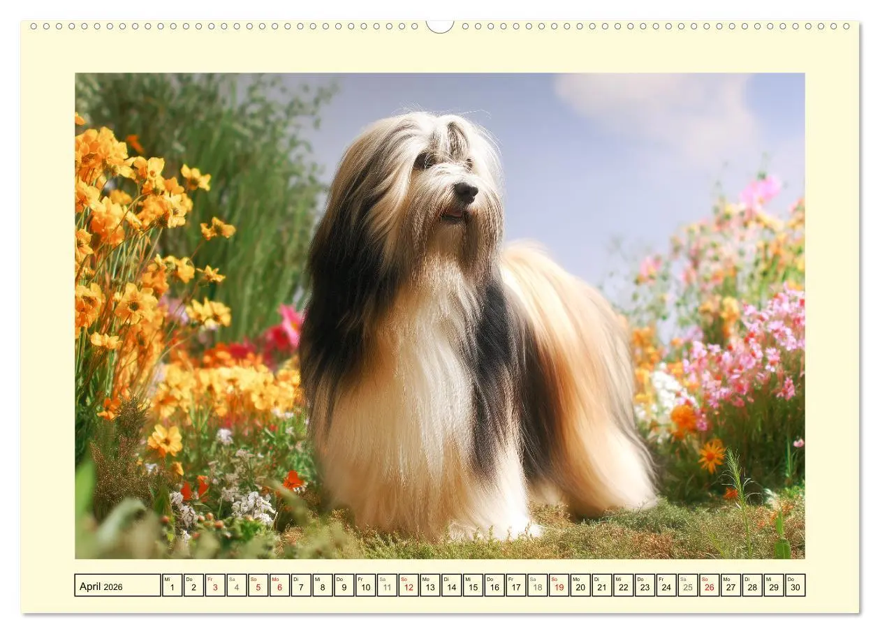 Bild: 9783457811344 | Lhasa Apso Charme. Die kleinen Hüter des Glücks (hochwertiger...
