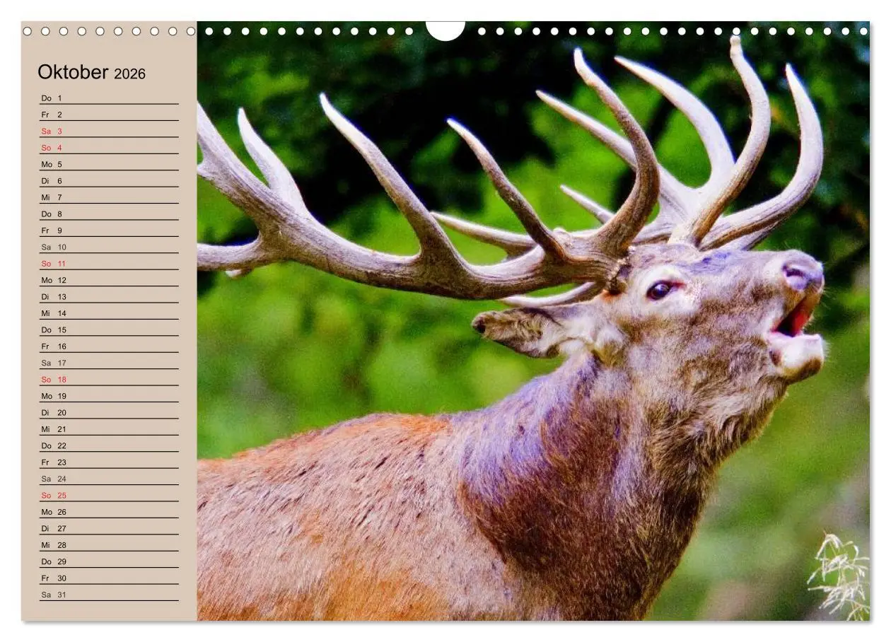 Bild: 9783457981344 | Rotwild. Edle Hirsche, stolze Kühe (Wandkalender 2026 DIN A3 quer),...