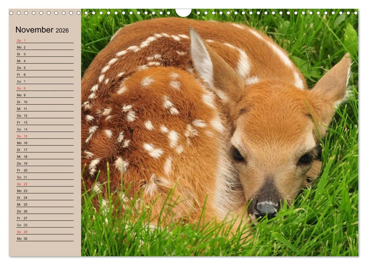 Bild: 9783457981344 | Rotwild. Edle Hirsche, stolze Kühe (Wandkalender 2026 DIN A3 quer),...