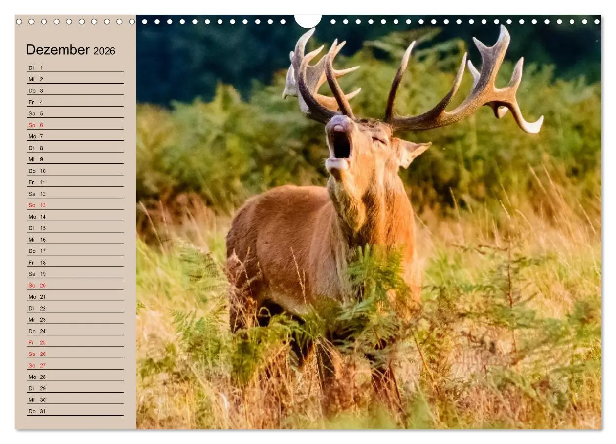Bild: 9783457981344 | Rotwild. Edle Hirsche, stolze Kühe (Wandkalender 2026 DIN A3 quer),...
