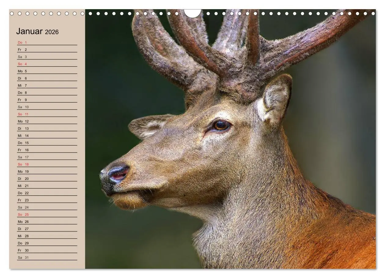 Bild: 9783457981344 | Rotwild. Edle Hirsche, stolze Kühe (Wandkalender 2026 DIN A3 quer),...