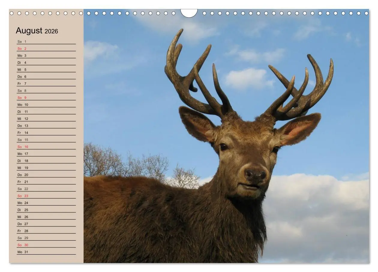 Bild: 9783457981344 | Rotwild. Edle Hirsche, stolze Kühe (Wandkalender 2026 DIN A3 quer),...