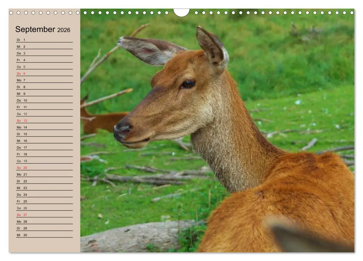 Bild: 9783457981344 | Rotwild. Edle Hirsche, stolze Kühe (Wandkalender 2026 DIN A3 quer),...