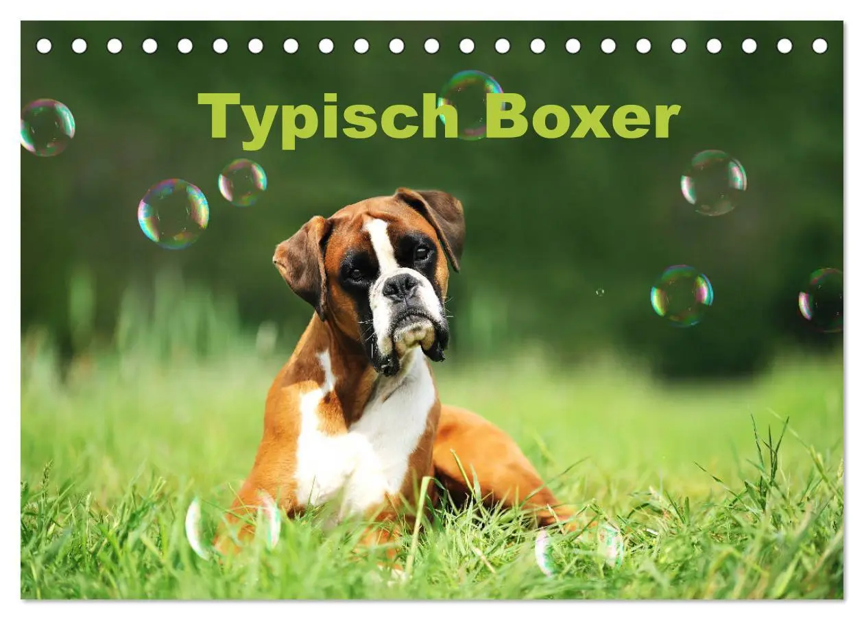 Cover: 9783457731444 | Typisch Boxer (Tischkalender 2026 DIN A5 quer), CALVENDO...