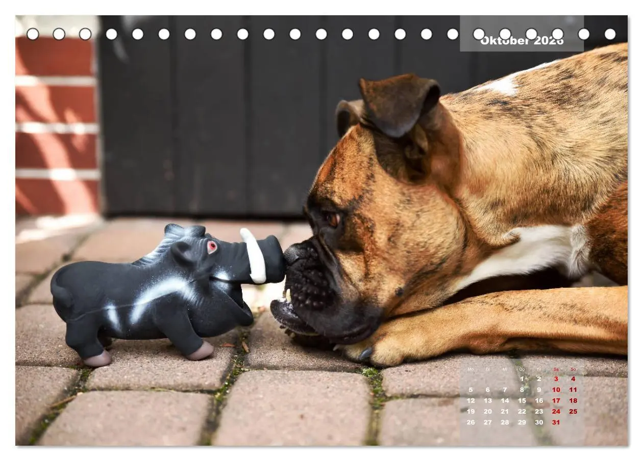 Bild: 9783457731444 | Typisch Boxer (Tischkalender 2026 DIN A5 quer), CALVENDO...