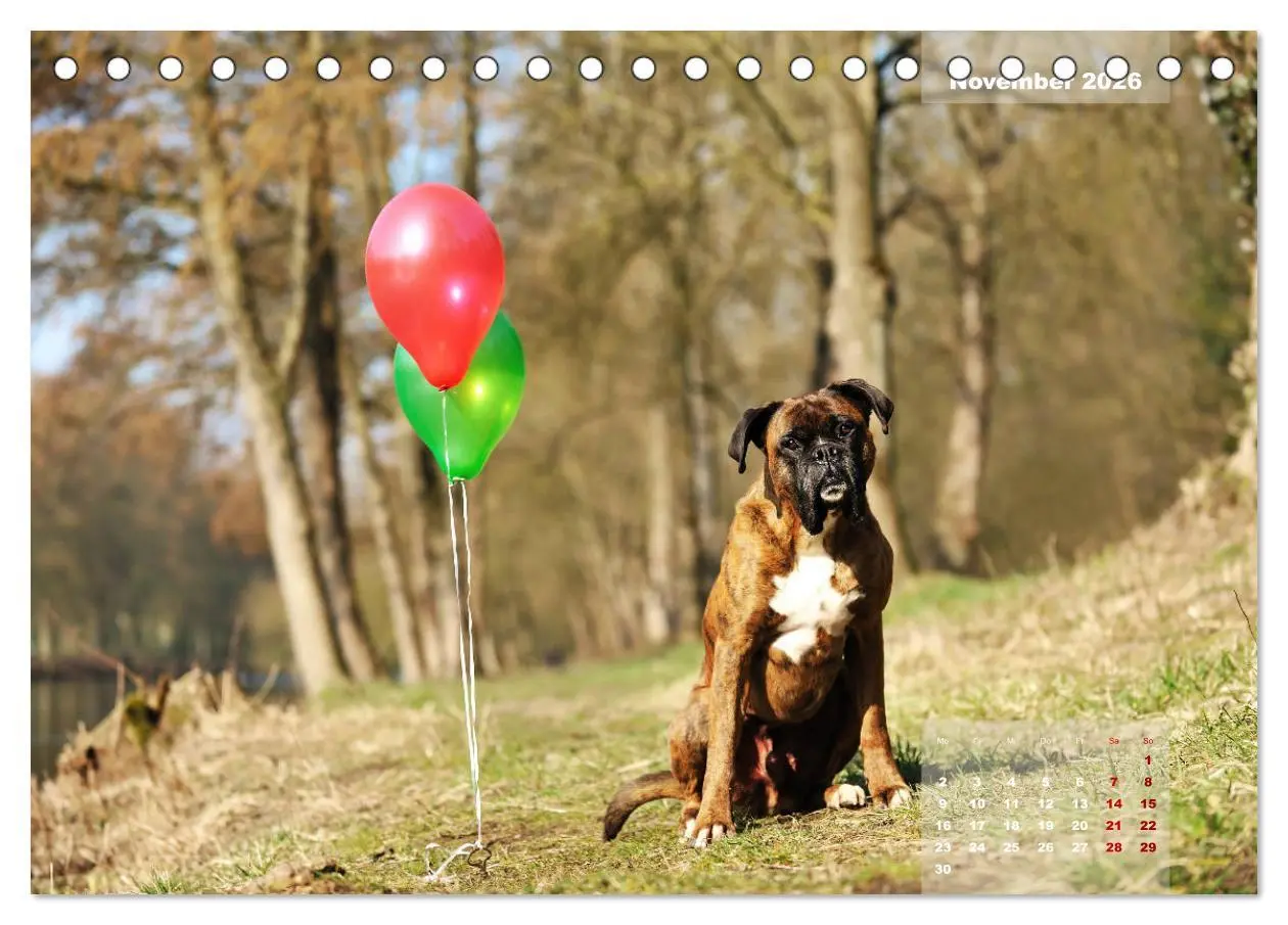 Bild: 9783457731444 | Typisch Boxer (Tischkalender 2026 DIN A5 quer), CALVENDO...