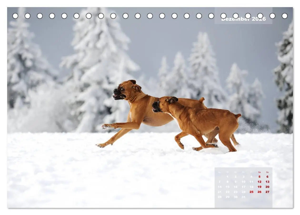 Bild: 9783457731444 | Typisch Boxer (Tischkalender 2026 DIN A5 quer), CALVENDO...