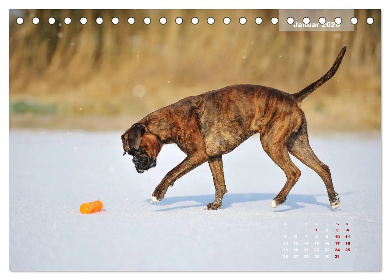 Bild: 9783457731444 | Typisch Boxer (Tischkalender 2026 DIN A5 quer), CALVENDO...