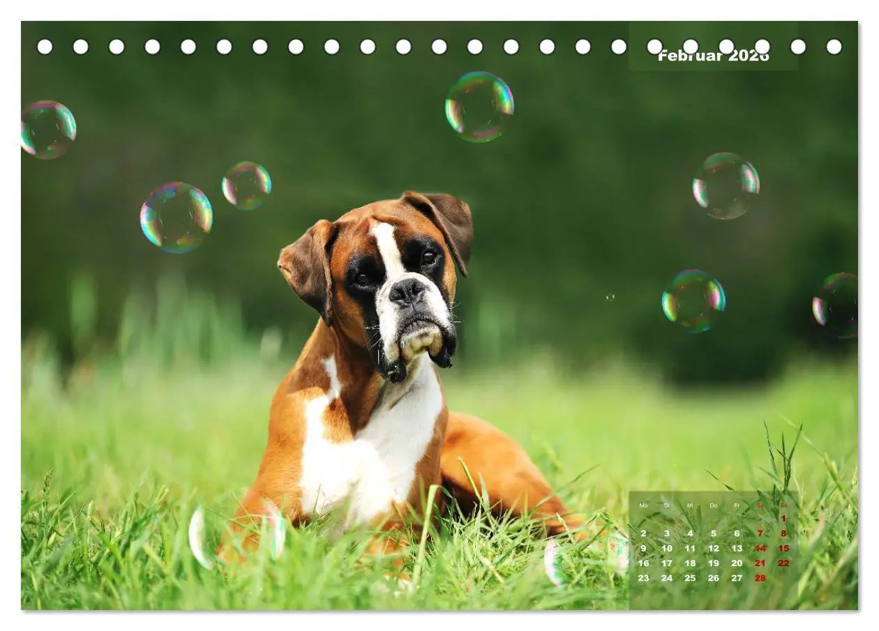 Bild: 9783457731444 | Typisch Boxer (Tischkalender 2026 DIN A5 quer), CALVENDO...