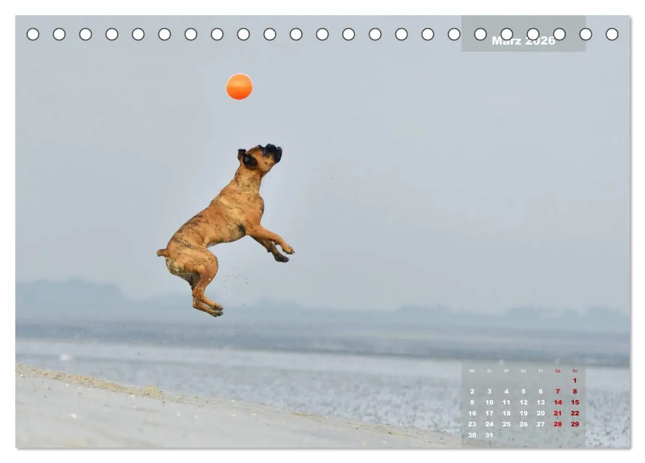 Bild: 9783457731444 | Typisch Boxer (Tischkalender 2026 DIN A5 quer), CALVENDO...