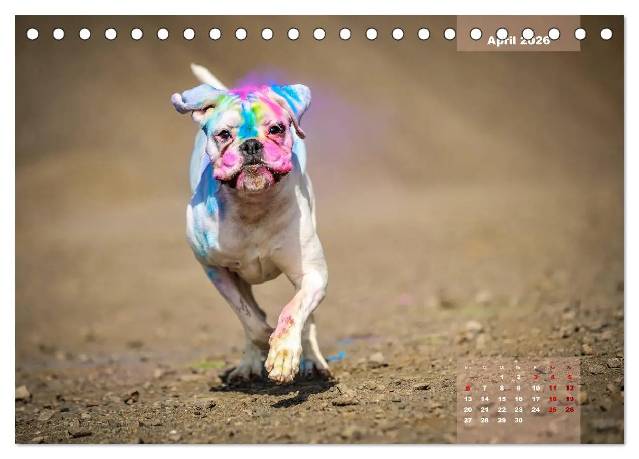 Bild: 9783457731444 | Typisch Boxer (Tischkalender 2026 DIN A5 quer), CALVENDO...