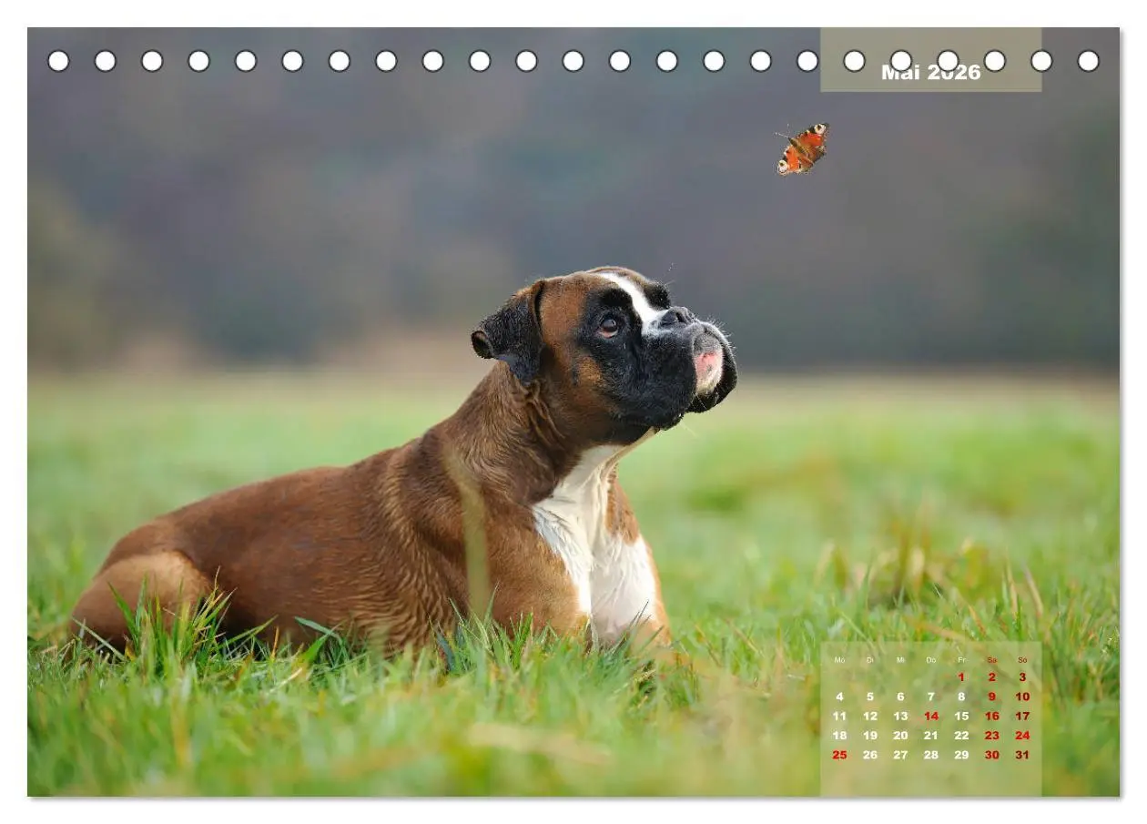 Bild: 9783457731444 | Typisch Boxer (Tischkalender 2026 DIN A5 quer), CALVENDO...