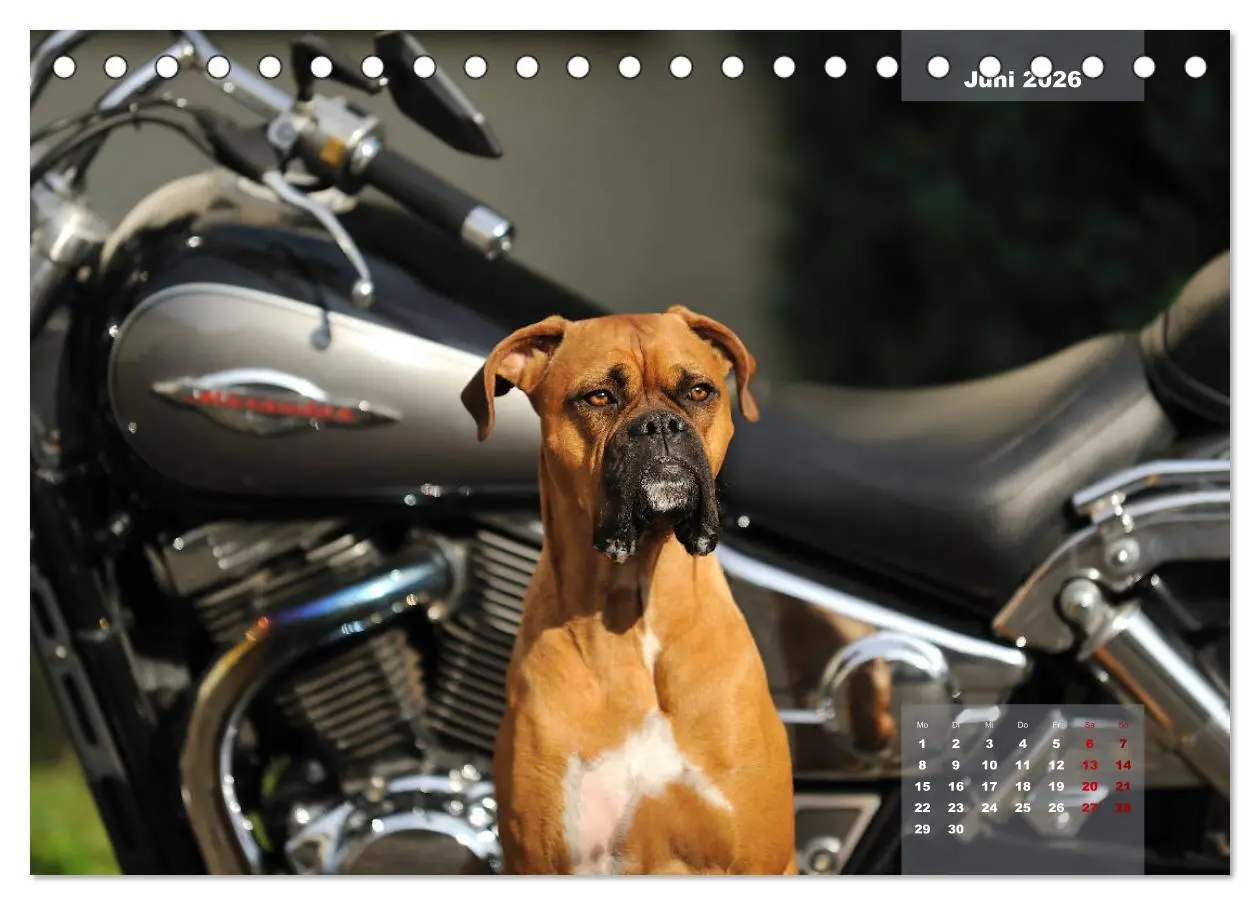 Bild: 9783457731444 | Typisch Boxer (Tischkalender 2026 DIN A5 quer), CALVENDO...