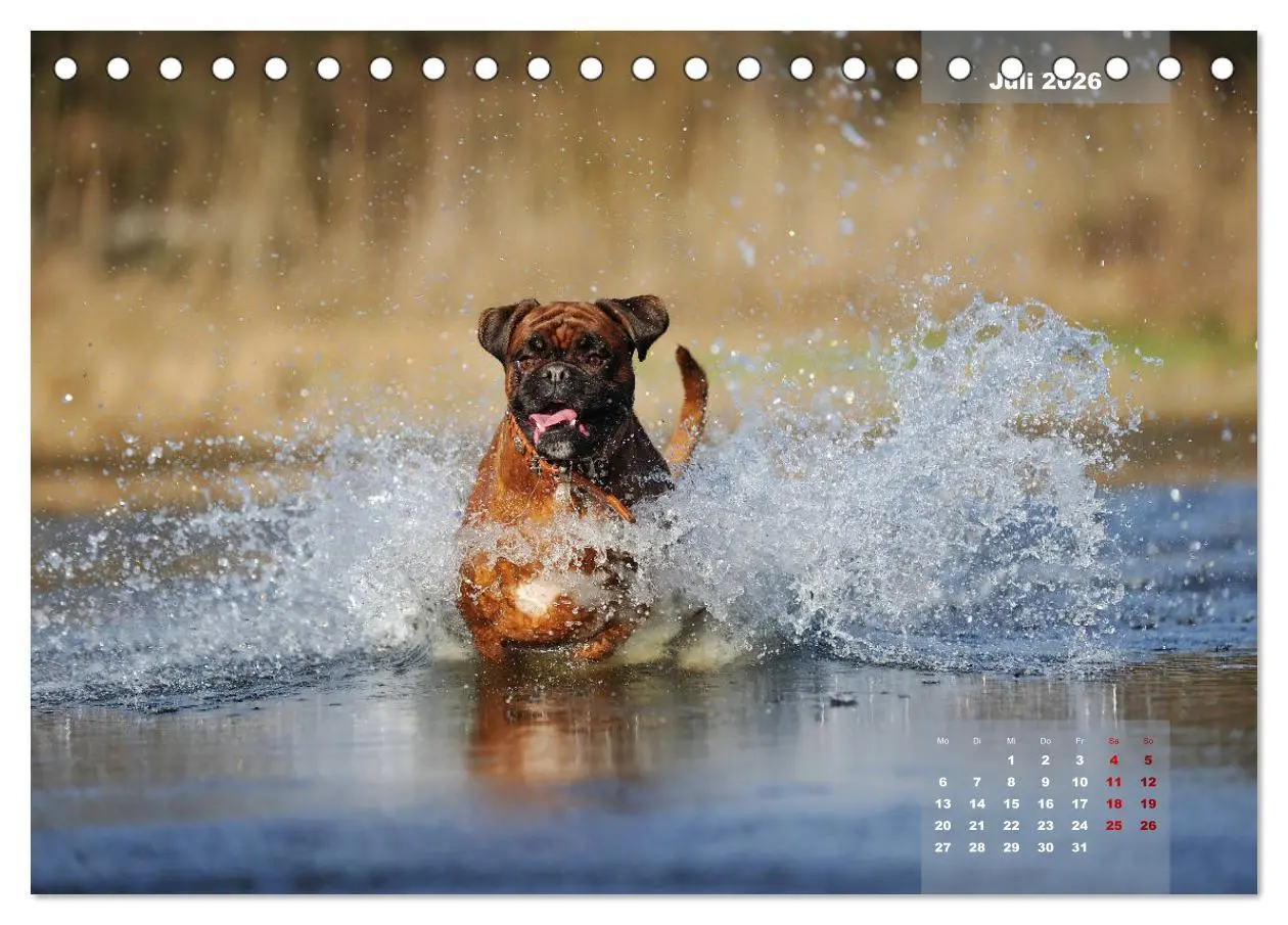 Bild: 9783457731444 | Typisch Boxer (Tischkalender 2026 DIN A5 quer), CALVENDO...