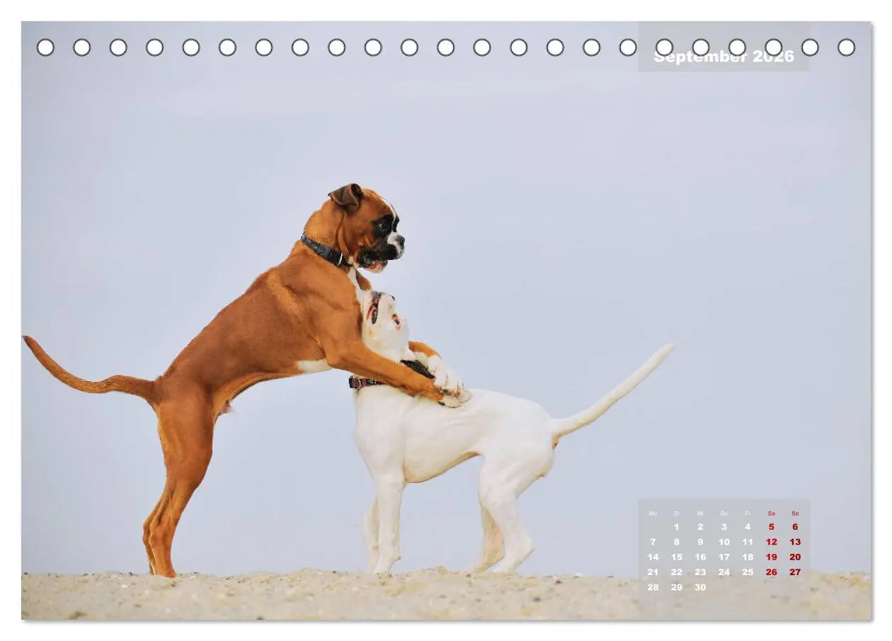Bild: 9783457731444 | Typisch Boxer (Tischkalender 2026 DIN A5 quer), CALVENDO...