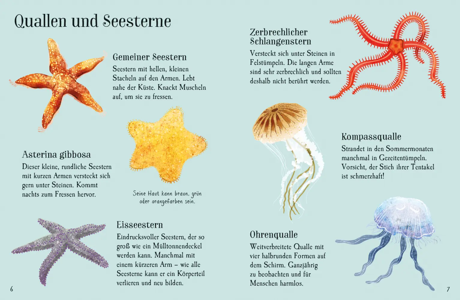 Bild: 9781035701544 | Usborne Minis Naturführer: Küstenbewohner | Simon Tudhope | Buch