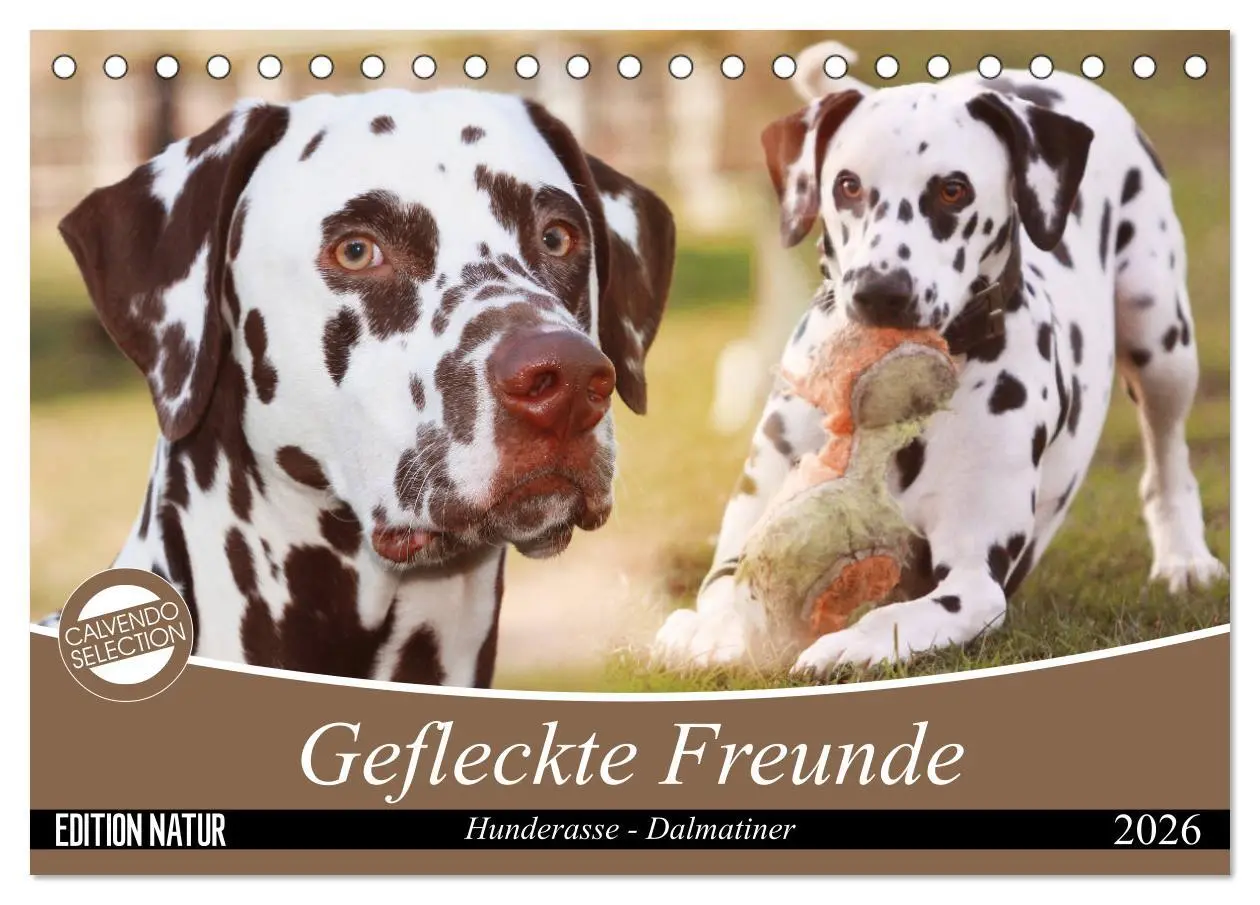 Cover: 9783457881644 | Gefleckte Freunde - Hunderasse Dalmatiner (Tischkalender 2026 DIN...