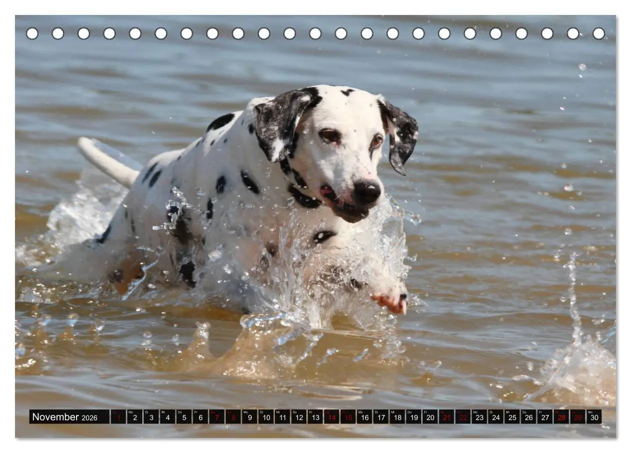 Bild: 9783457881644 | Gefleckte Freunde - Hunderasse Dalmatiner (Tischkalender 2026 DIN...