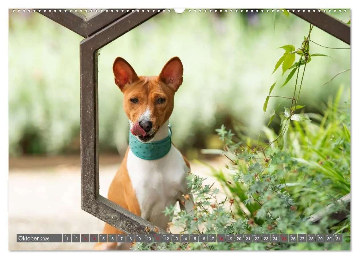 Bild: 9783516711844 | Eine Reise in die Welt der Basenjis (hochwertiger Premium...