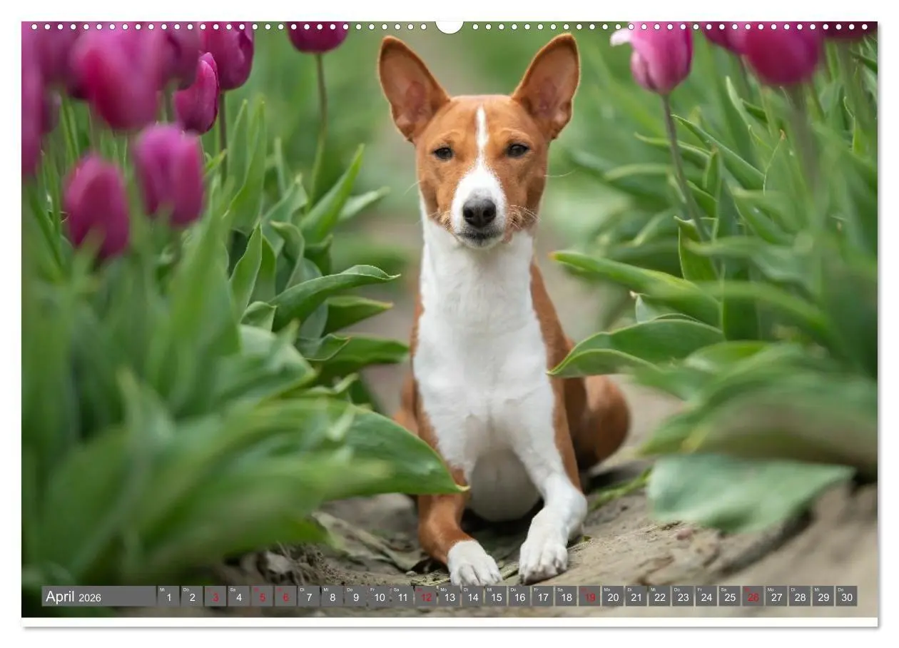 Bild: 9783516711844 | Eine Reise in die Welt der Basenjis (hochwertiger Premium...