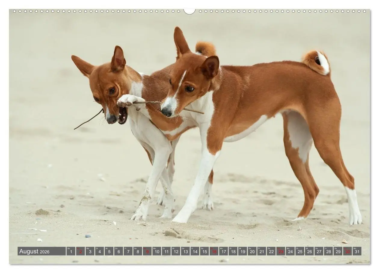 Bild: 9783516711844 | Eine Reise in die Welt der Basenjis (hochwertiger Premium...