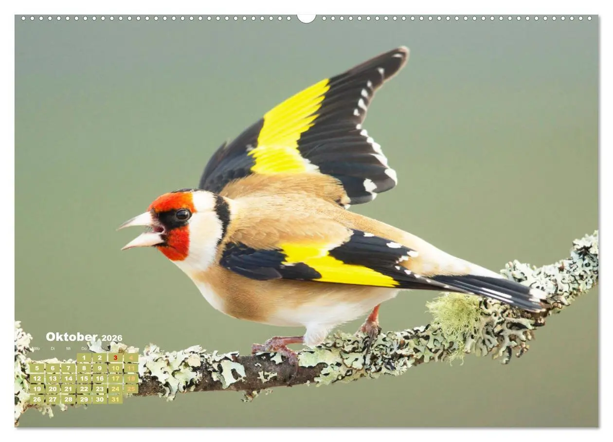 Bild: 9783457502044 | Amsel, Fink und Star: Heimische Vögel (hochwertiger Premium...