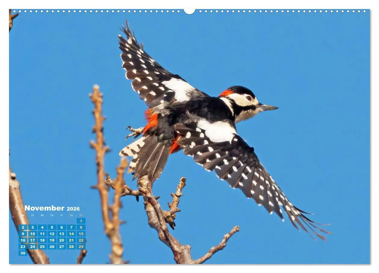 Bild: 9783457502044 | Amsel, Fink und Star: Heimische Vögel (hochwertiger Premium...