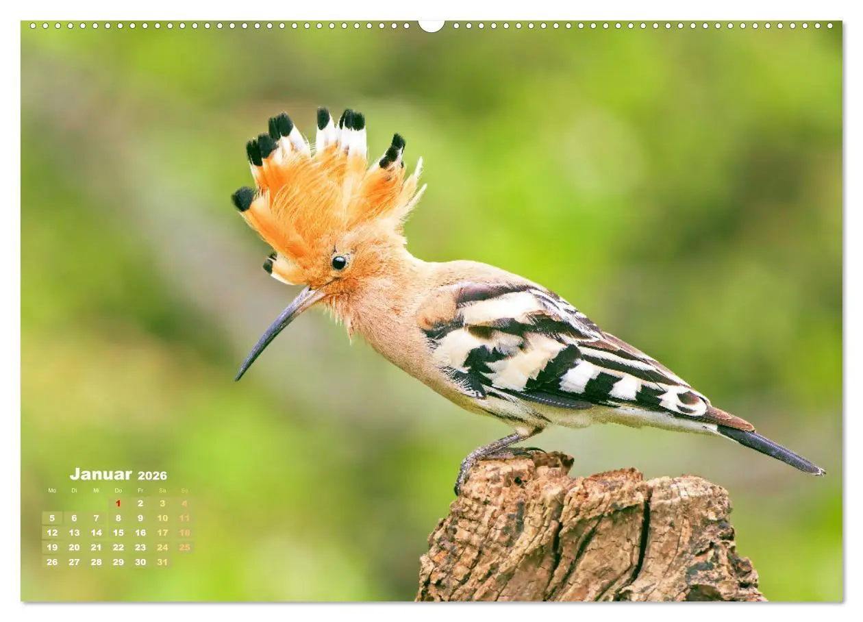 Bild: 9783457502044 | Amsel, Fink und Star: Heimische Vögel (hochwertiger Premium...