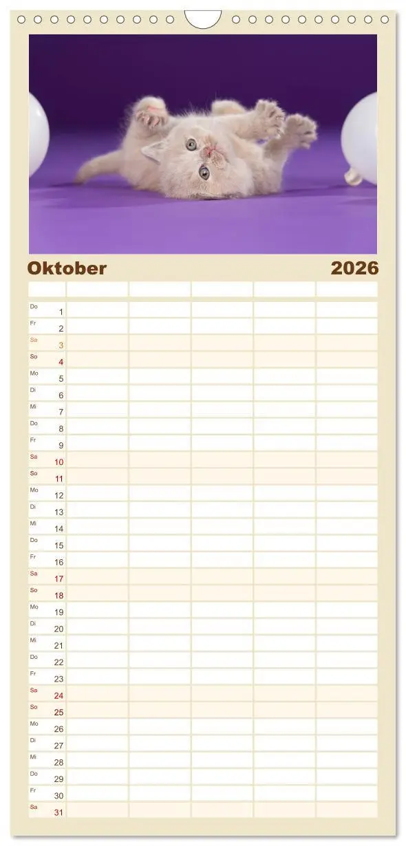Bild: 9783516522044 | Familienplaner 2026 - Die Britisch Kurzhaar Katze mit 5 Spalten...