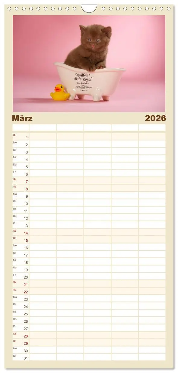 Bild: 9783516522044 | Familienplaner 2026 - Die Britisch Kurzhaar Katze mit 5 Spalten...
