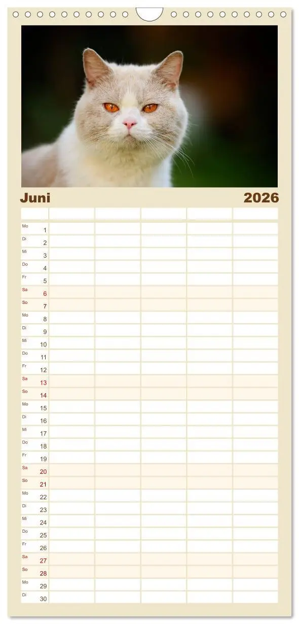 Bild: 9783516522044 | Familienplaner 2026 - Die Britisch Kurzhaar Katze mit 5 Spalten...