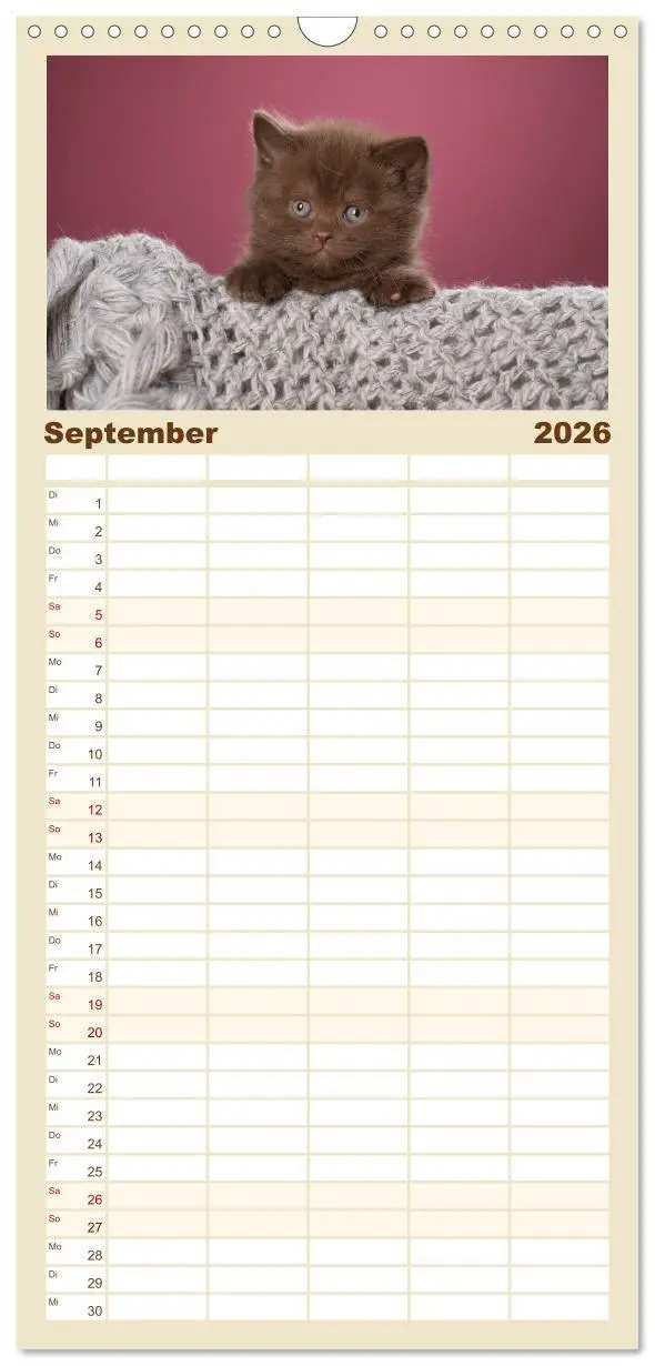 Bild: 9783516522044 | Familienplaner 2026 - Die Britisch Kurzhaar Katze mit 5 Spalten...