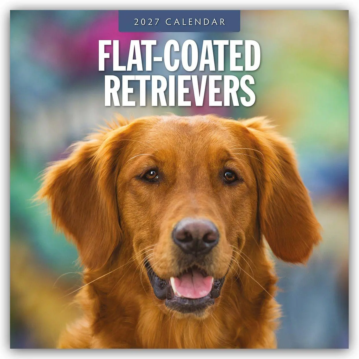 Cover: 9781837012244 | Flat-Coated Retrievers - Flat Coated Retriever 2027 -...