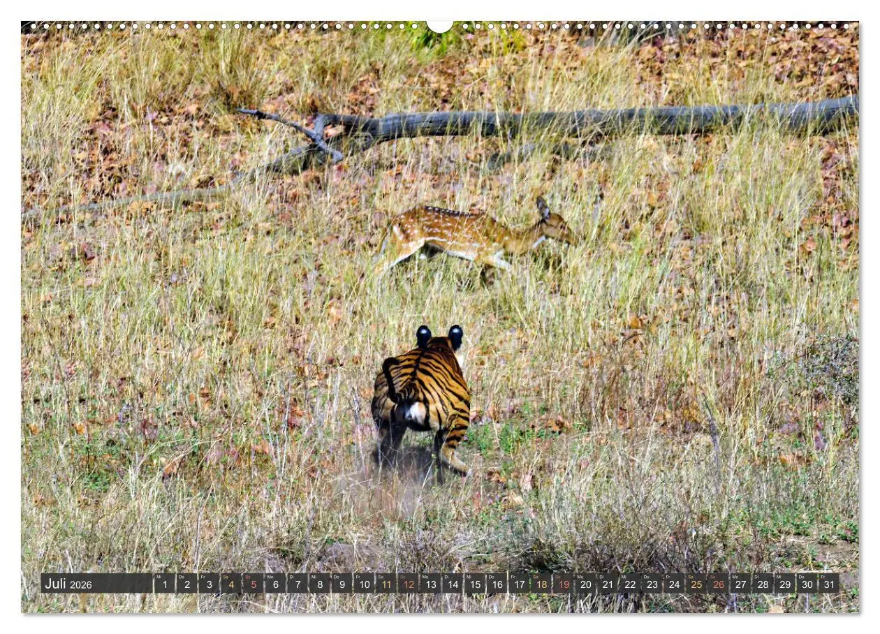 Bild: 9783457412244 | Tiere Indiens close up (hochwertiger Premium Wandkalender 2026 DIN...