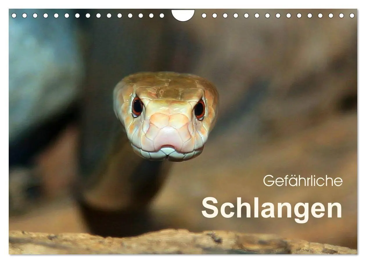 Cover: 9783516052244 | Gefährliche Schlangen (Wandkalender 2026 DIN A4 quer), CALVENDO...