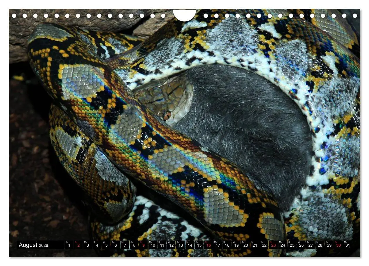 Bild: 9783516052244 | Gefährliche Schlangen (Wandkalender 2026 DIN A4 quer), CALVENDO...