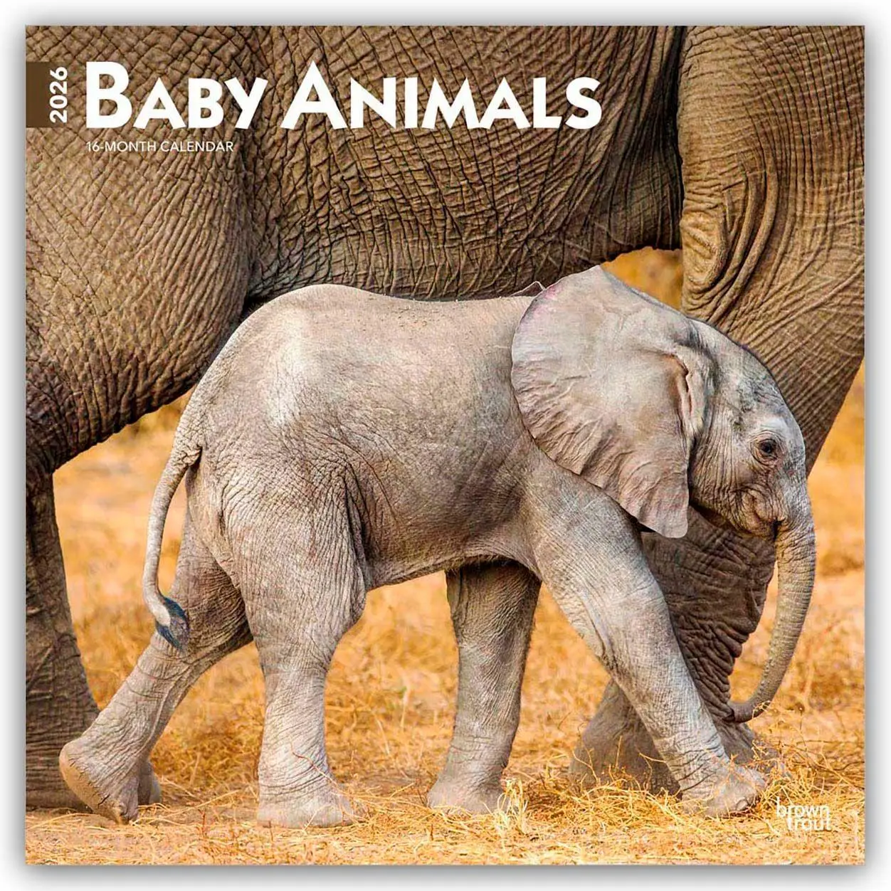 Cover: 9798330702244 | Baby Animals - Tierbabys - Tierkinder 2026 - 16-Monatskalender | 2026