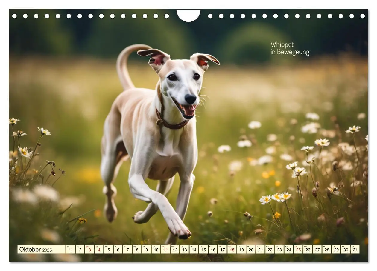Bild: 9783457322444 | Windhunde im Portrait (Wandkalender 2026 DIN A4 quer), CALVENDO...
