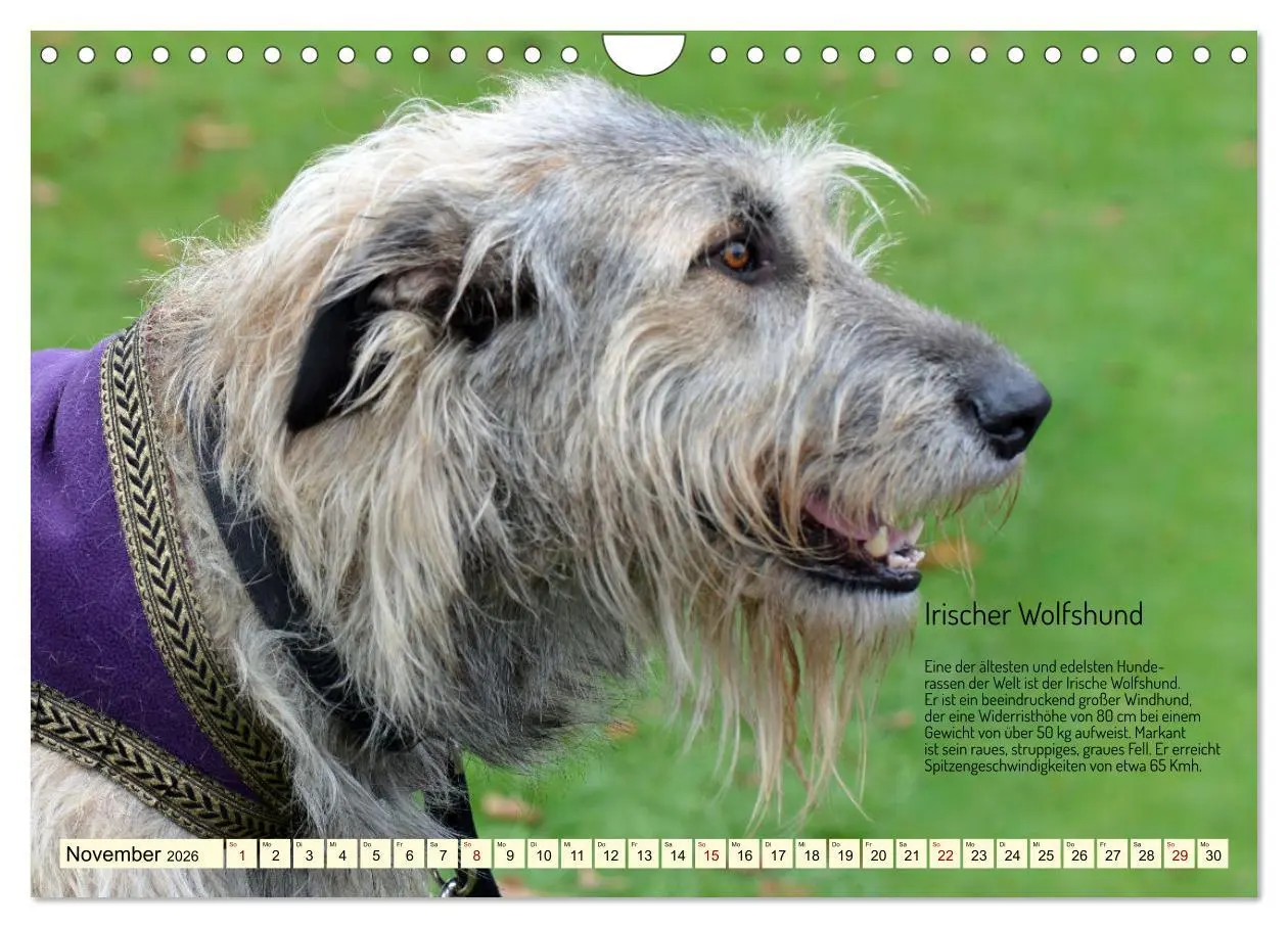 Bild: 9783457322444 | Windhunde im Portrait (Wandkalender 2026 DIN A4 quer), CALVENDO...