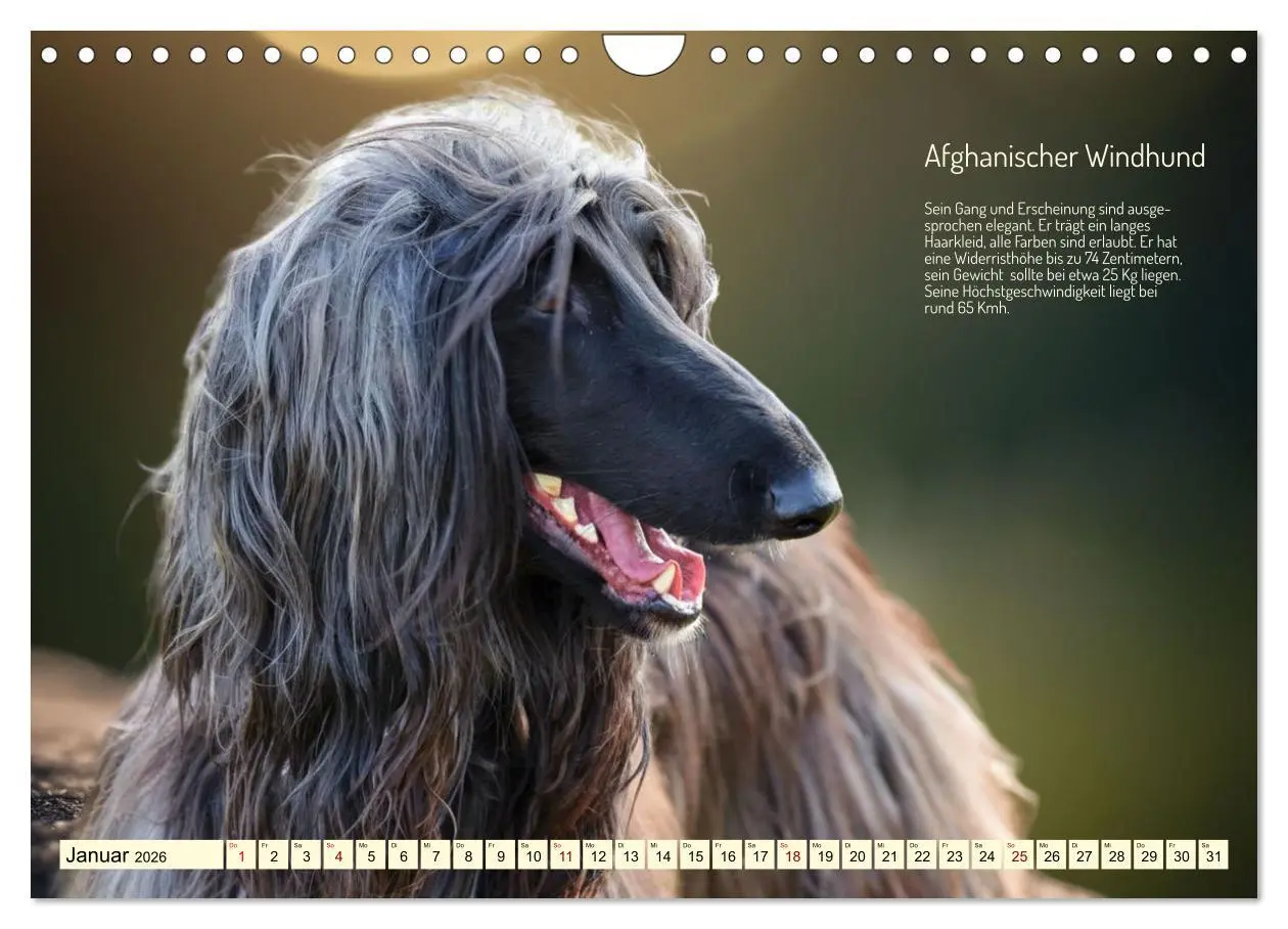 Bild: 9783457322444 | Windhunde im Portrait (Wandkalender 2026 DIN A4 quer), CALVENDO...