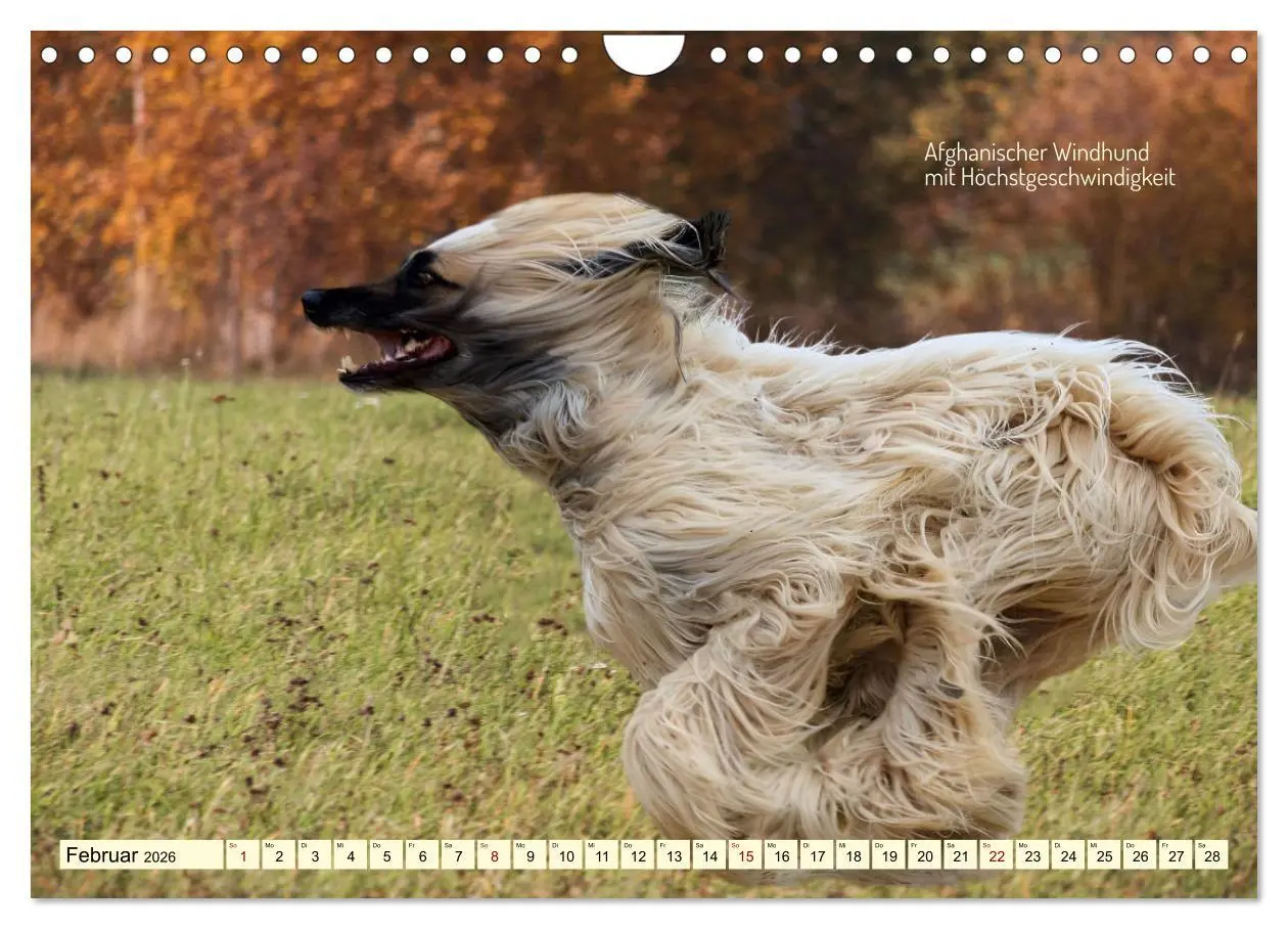 Bild: 9783457322444 | Windhunde im Portrait (Wandkalender 2026 DIN A4 quer), CALVENDO...